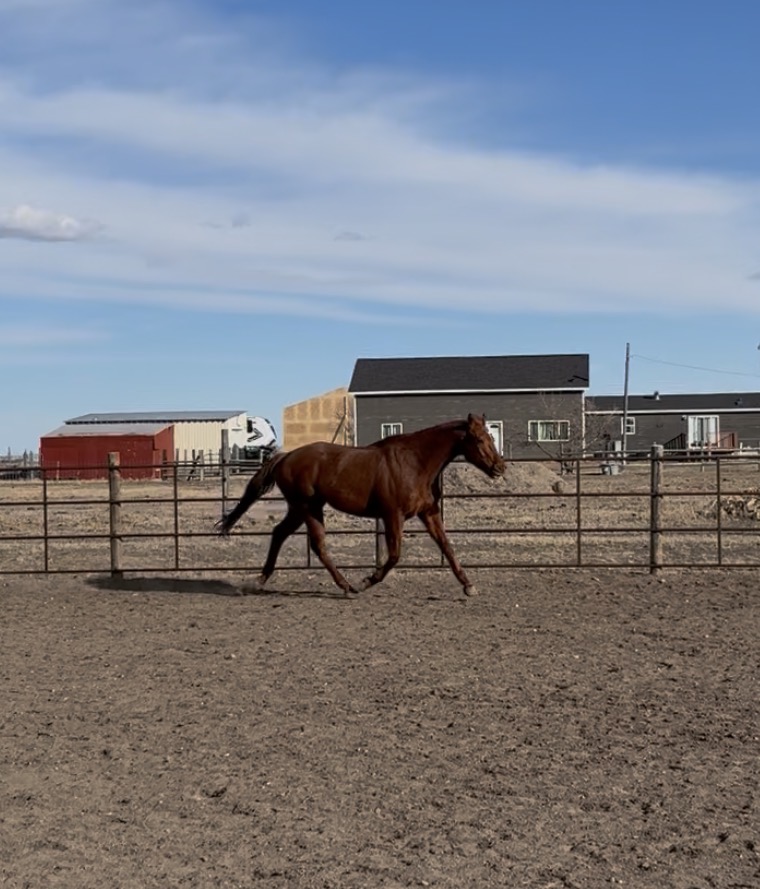 Handsome Ottb, 10yo Thoroughbred gelding, 16hh