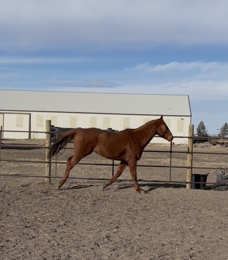 Handsome Ottb, 10yo Thoroughbred gelding, 16hh