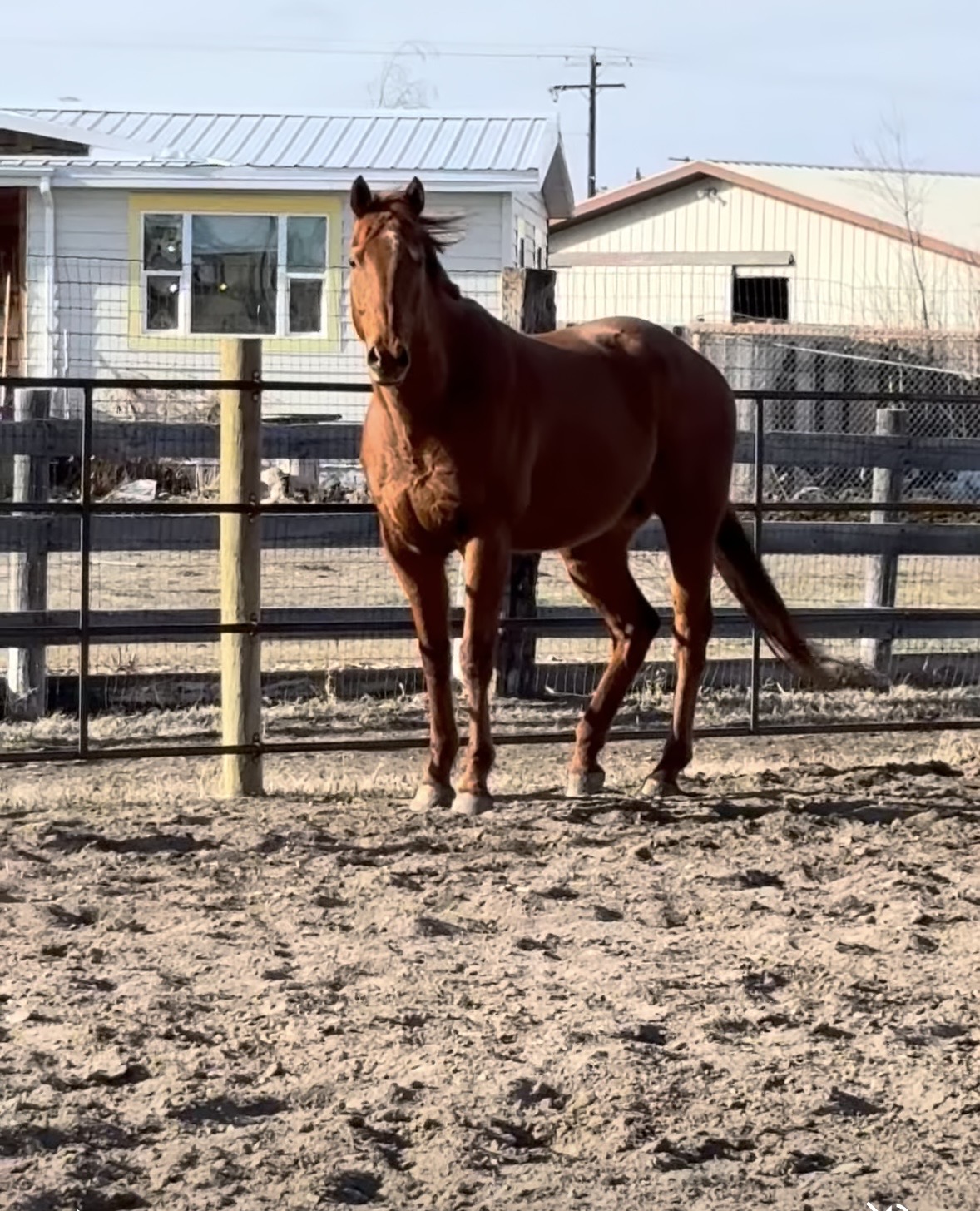 Handsome Ottb, 10yo Thoroughbred gelding, 16hh