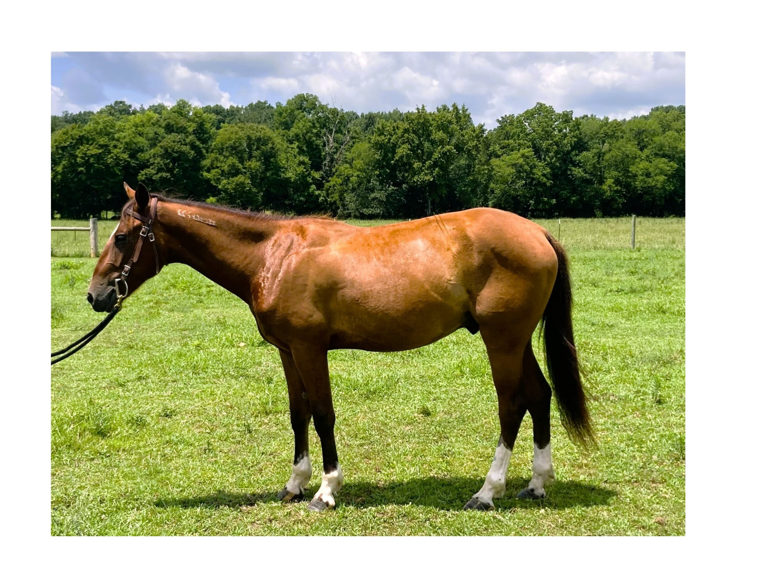 Traveler, 2yo Mustang gelding, 14.1hh