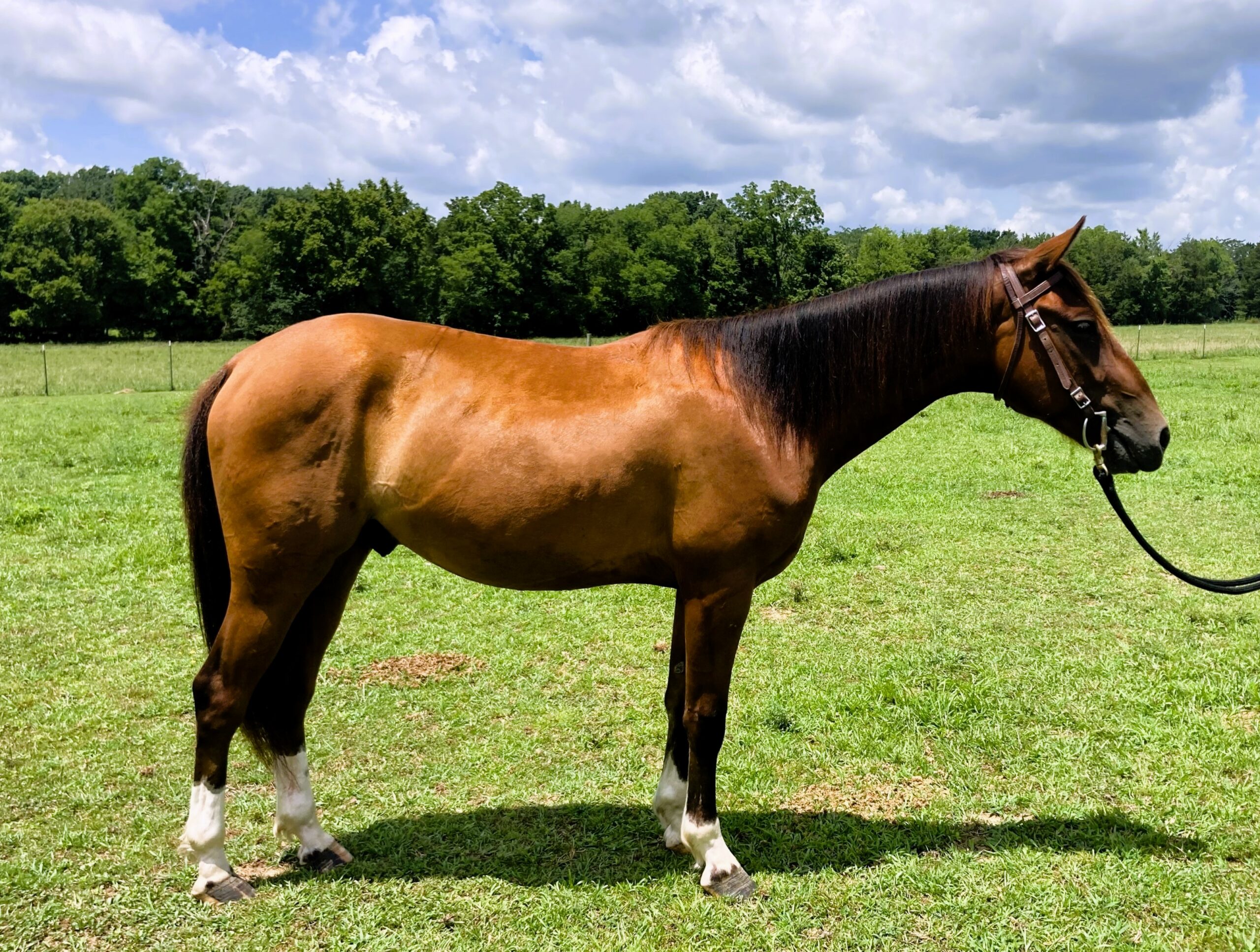 Traveler, 2yo Mustang gelding, 14.1hh