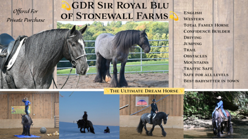 GDR Sir Royal Blu of Stonewall Farms (Royal), 4yo Gypsy Vanner Horse gelding, 15.3hh