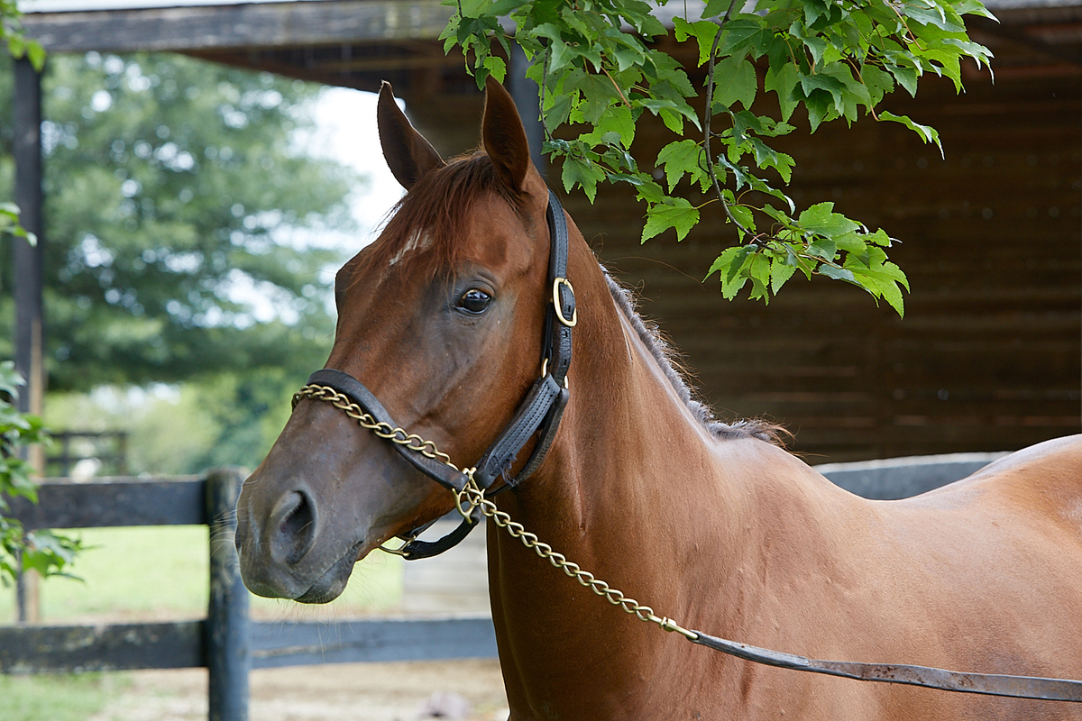 Nakoma, 4yo Thoroughbred filly, 16.0hh