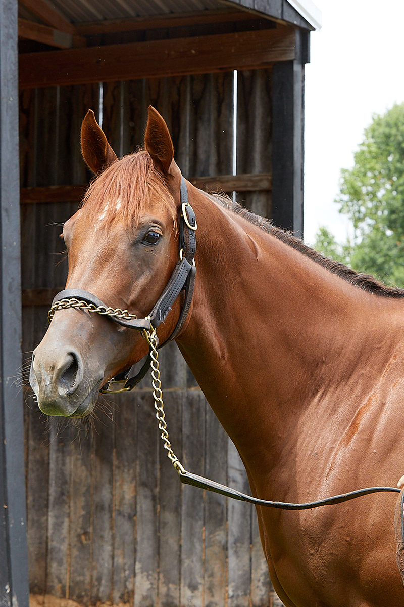 Nakoma, 4yo Thoroughbred filly, 16.0hh
