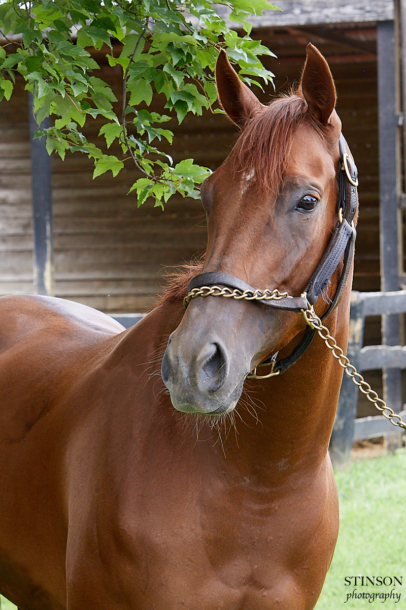 Nakoma, 4yo Thoroughbred filly, 16.0hh