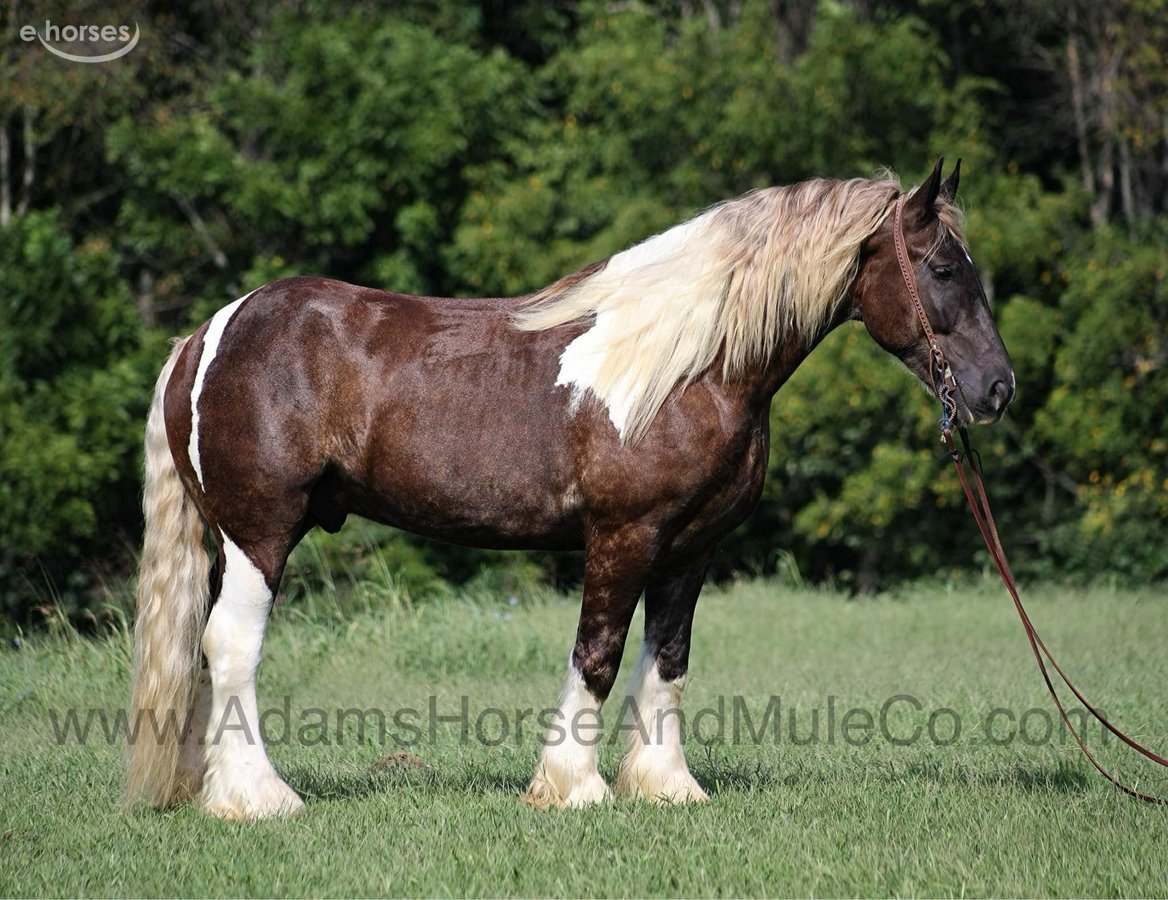 American Quarter Horse, 8yo American Quarter Horse gelding, 16.1hh