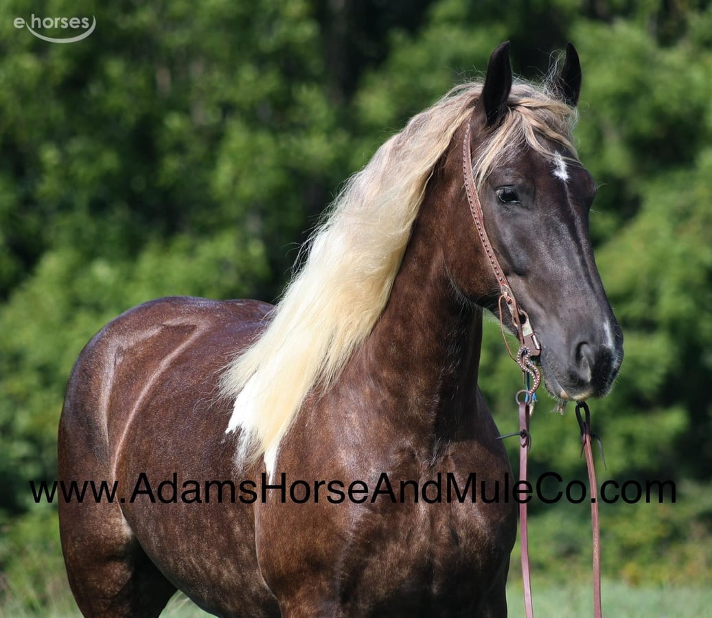 American Quarter Horse, 8yo American Quarter Horse gelding, 16.1hh