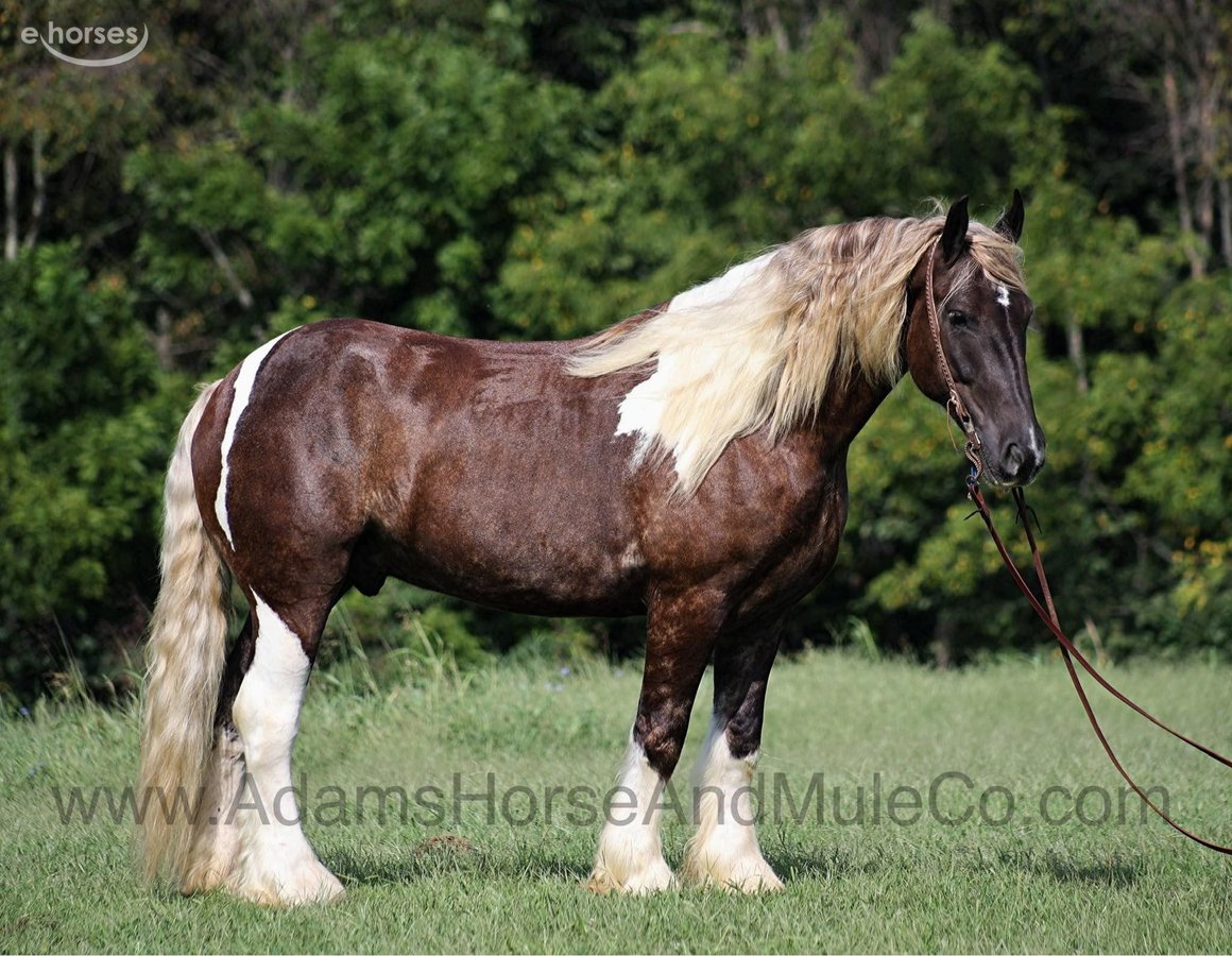 American Quarter Horse, 8yo American Quarter Horse gelding, 16.1hh