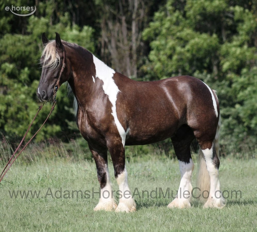 American Quarter Horse, 8yo American Quarter Horse gelding, 16.1hh