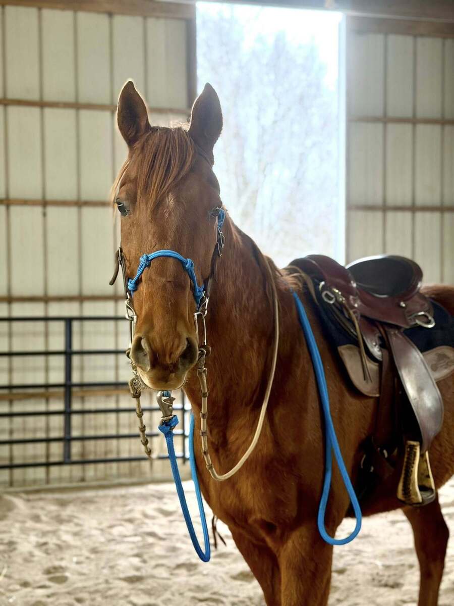 Lazarus, 26yo Thoroughbred gelding, 16.0hh