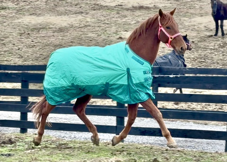 Lazarus, 26yo Thoroughbred gelding, 16.0hh
