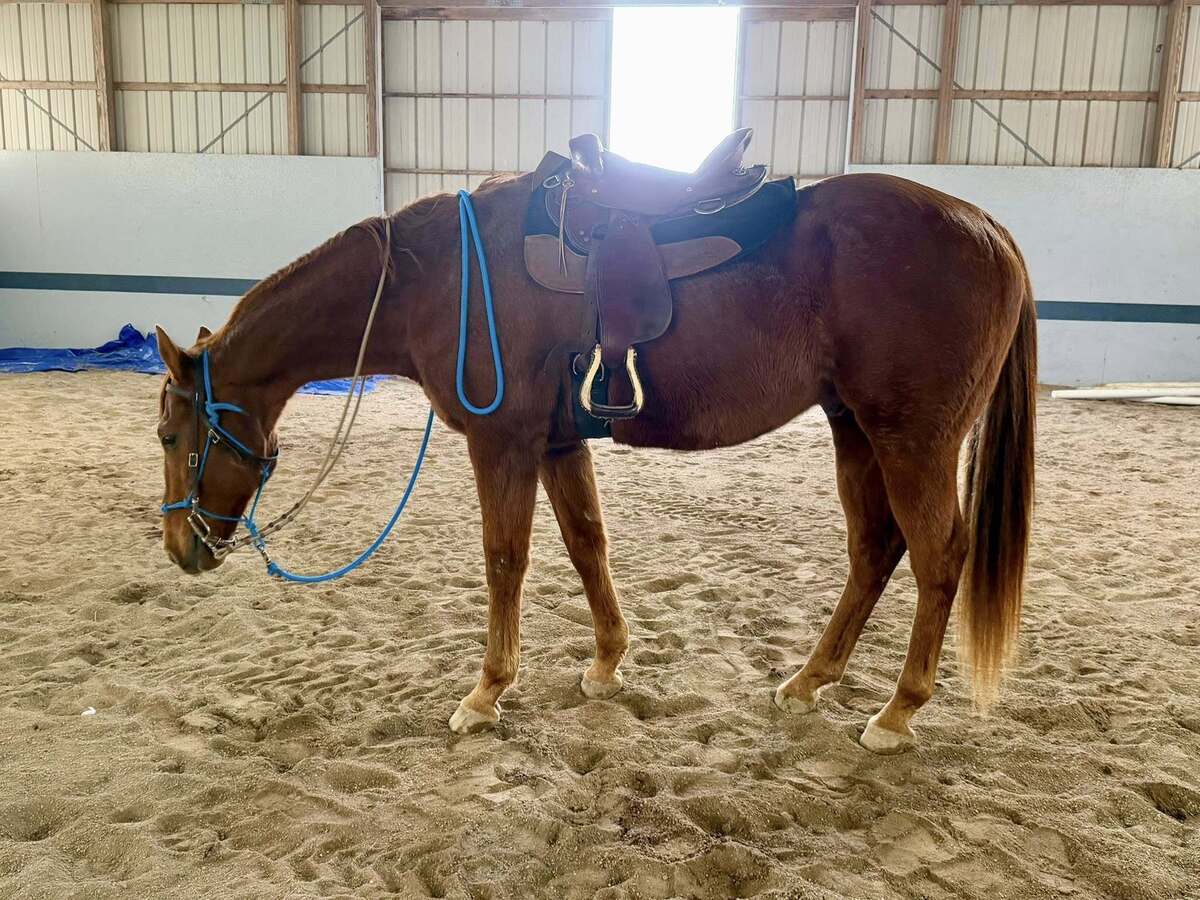 Lazarus, 26yo Thoroughbred gelding, 16.0hh