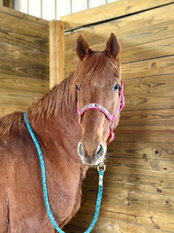 Lazarus, 26yo Thoroughbred gelding, 16.0hh