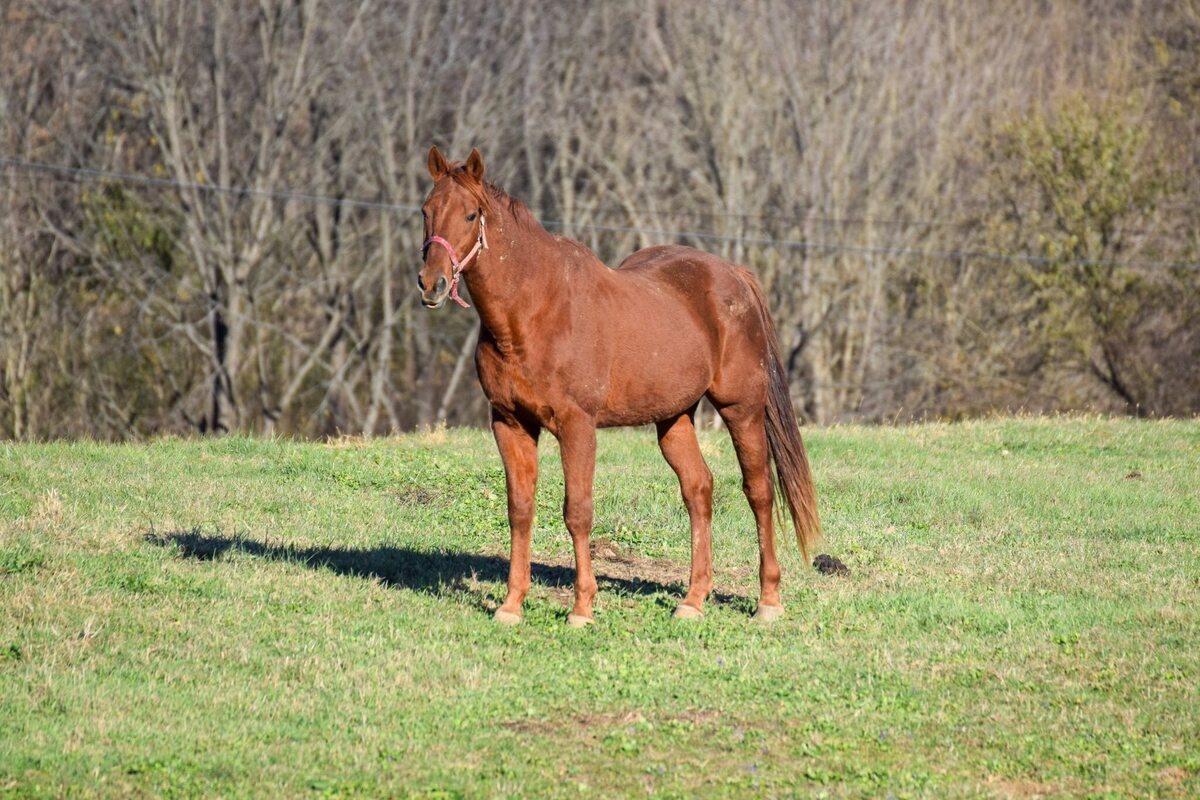 Lazarus, 26yo Thoroughbred gelding, 16.0hh