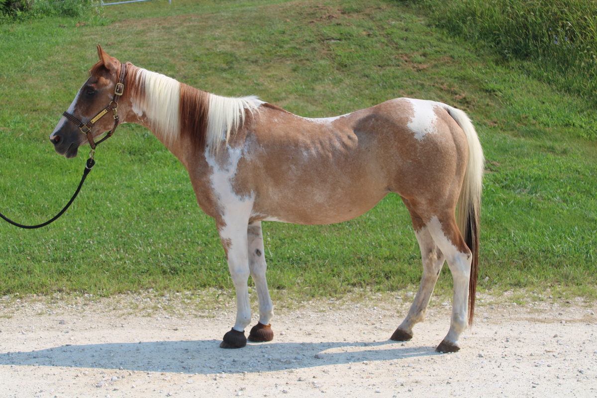 Rogue, 19yo American Paint Horse mare, 14.1hh