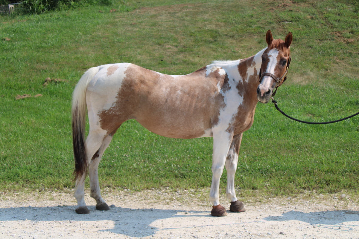 Rogue, 19yo American Paint Horse mare, 14.1hh
