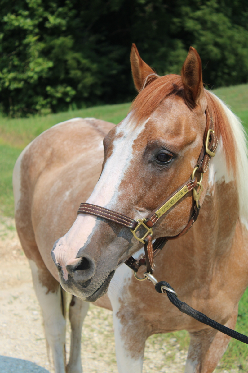 Rogue, 19yo American Paint Horse mare, 14.1hh