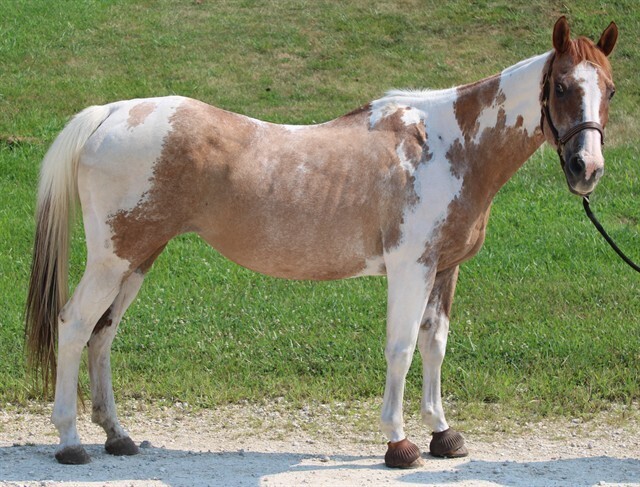 Rogue, 19yo American Paint Horse mare, 14.1hh