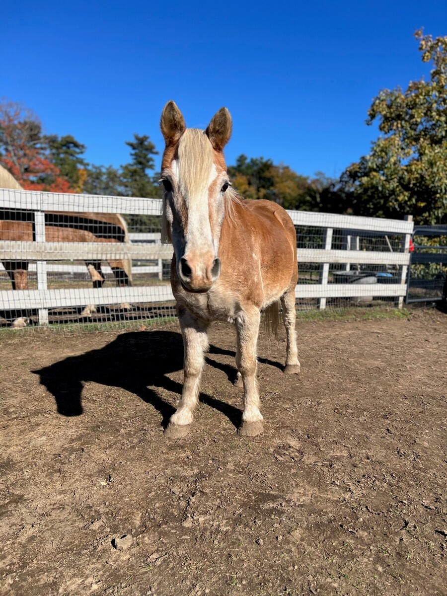 Barley, 31yo Haflinger gelding, 14.2hh