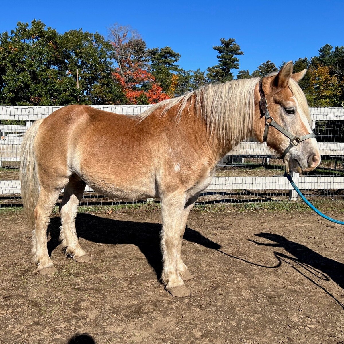 Barley, 31yo Haflinger gelding, 14.2hh