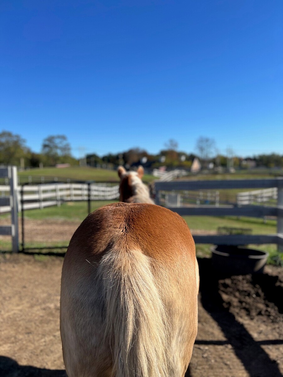 Barley, 31yo Haflinger gelding, 14.2hh