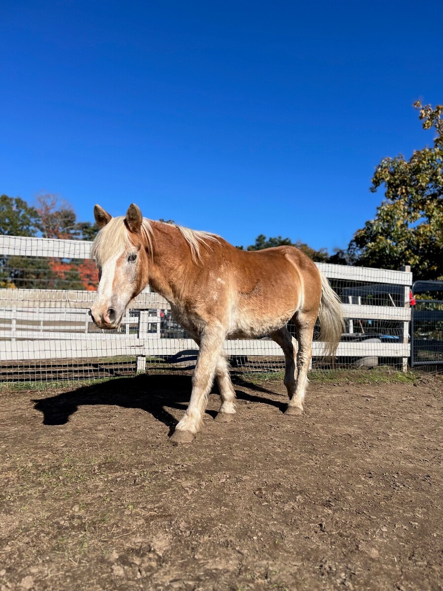 Barley, 31yo Haflinger gelding, 14.2hh