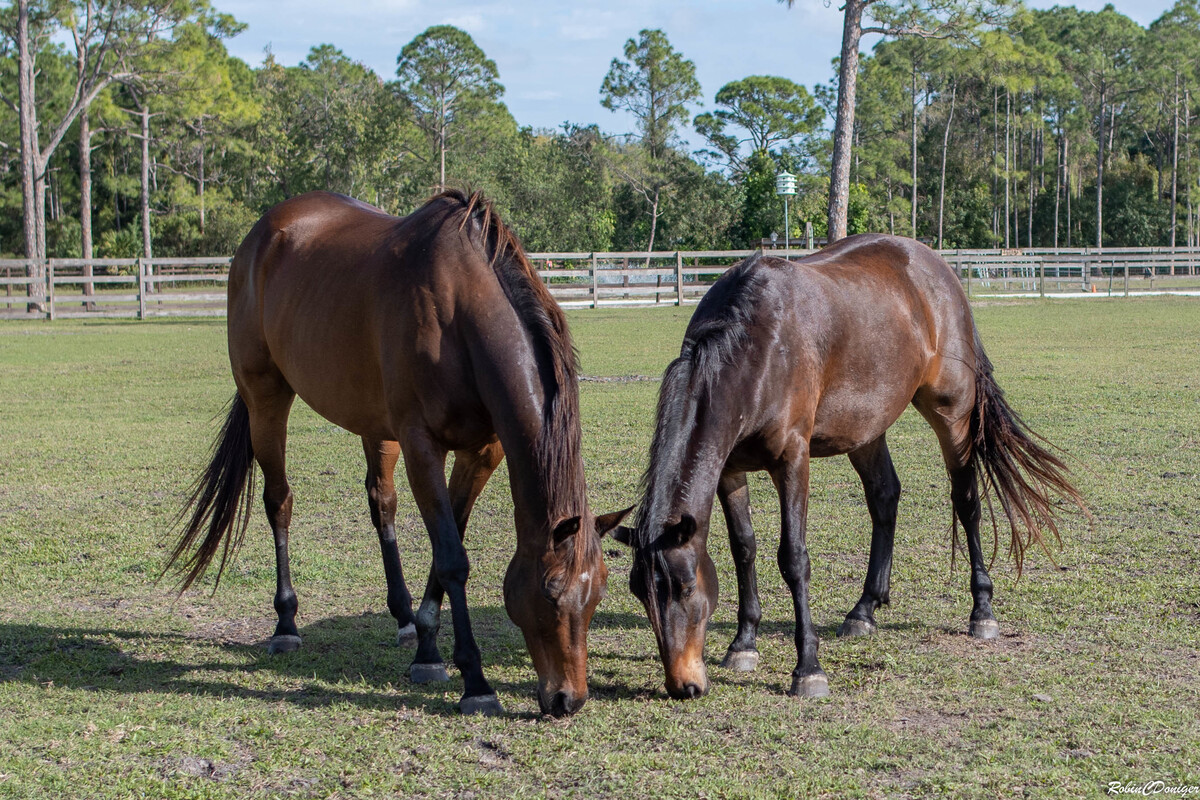 Fernando, 13yo Thoroughbred gelding, 16.1hh