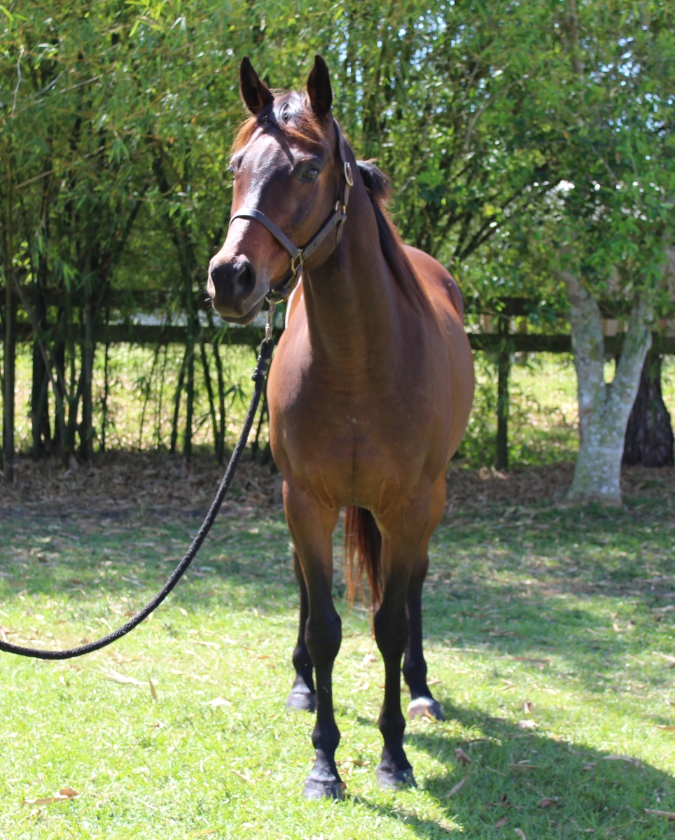 Fernando, 13yo Thoroughbred gelding, 16.1hh