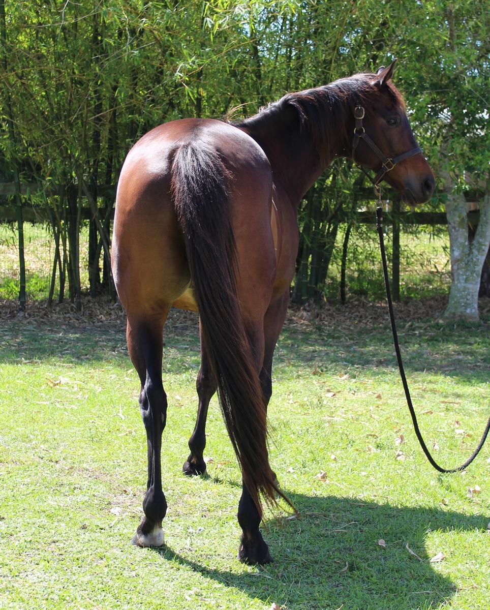 Fernando, 13yo Thoroughbred gelding, 16.1hh