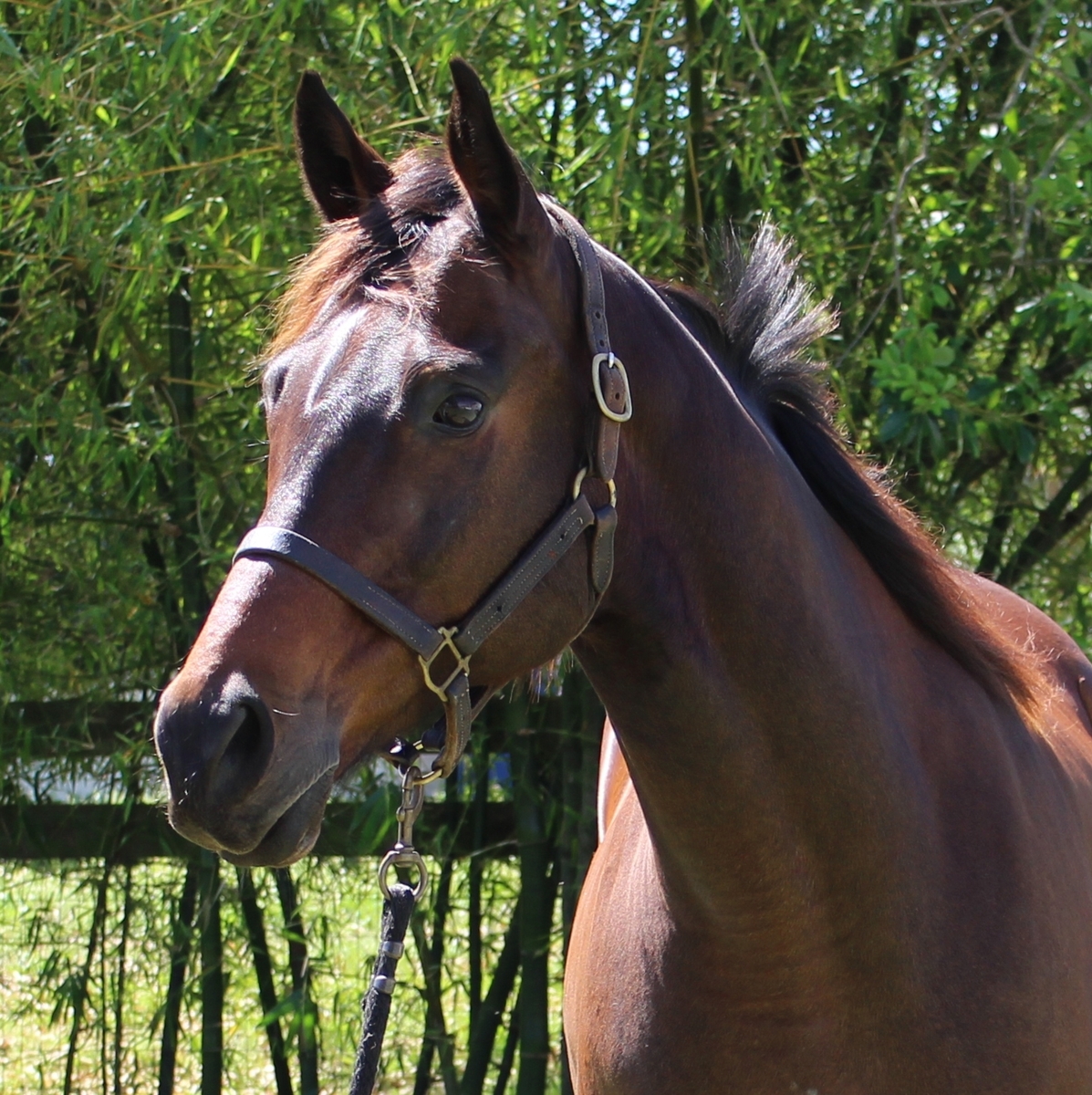 Fernando, 13yo Thoroughbred gelding, 16.1hh