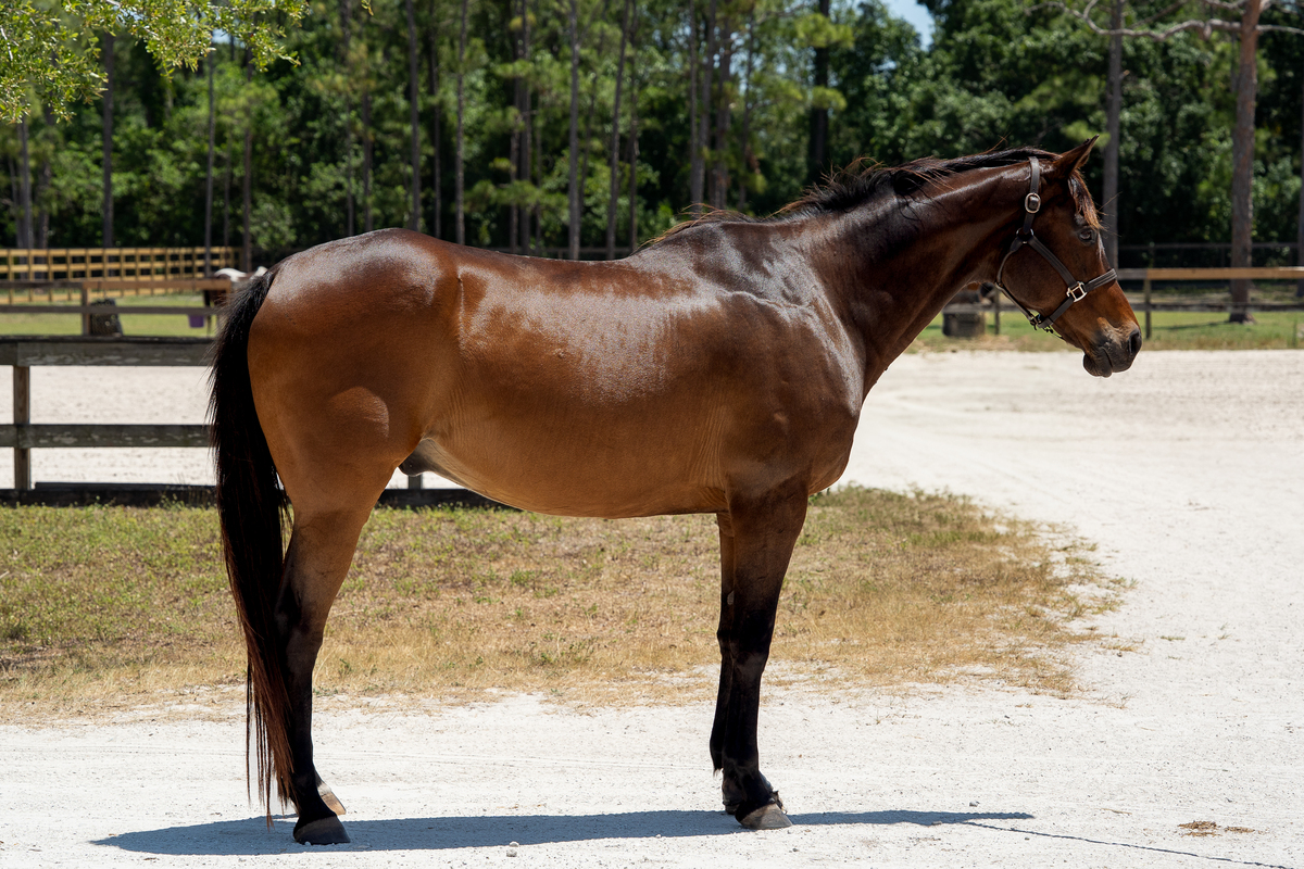Fernando, 13yo Thoroughbred gelding, 16.1hh