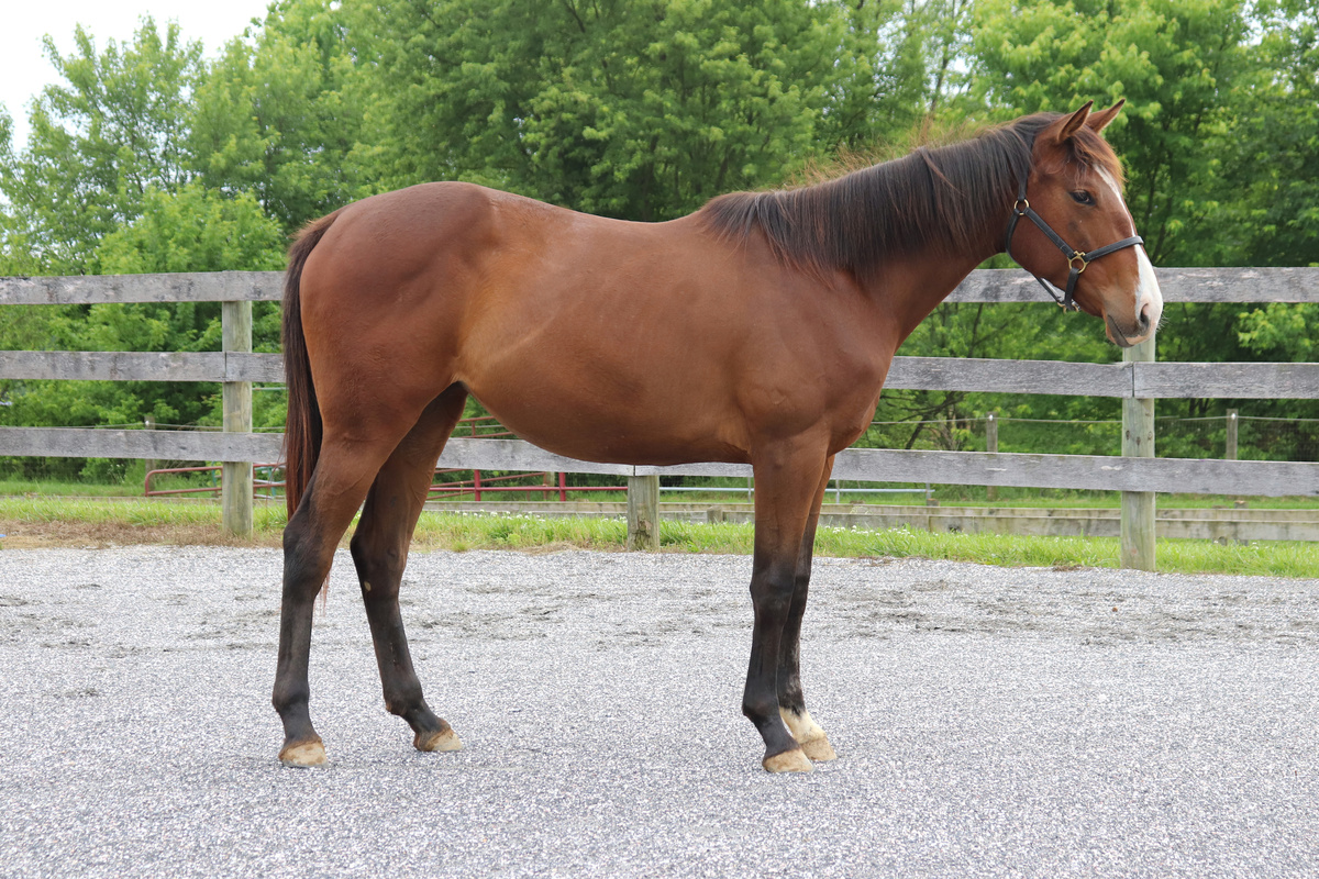 Baby Blu, 2yo Thoroughbred mare, 14.3hh