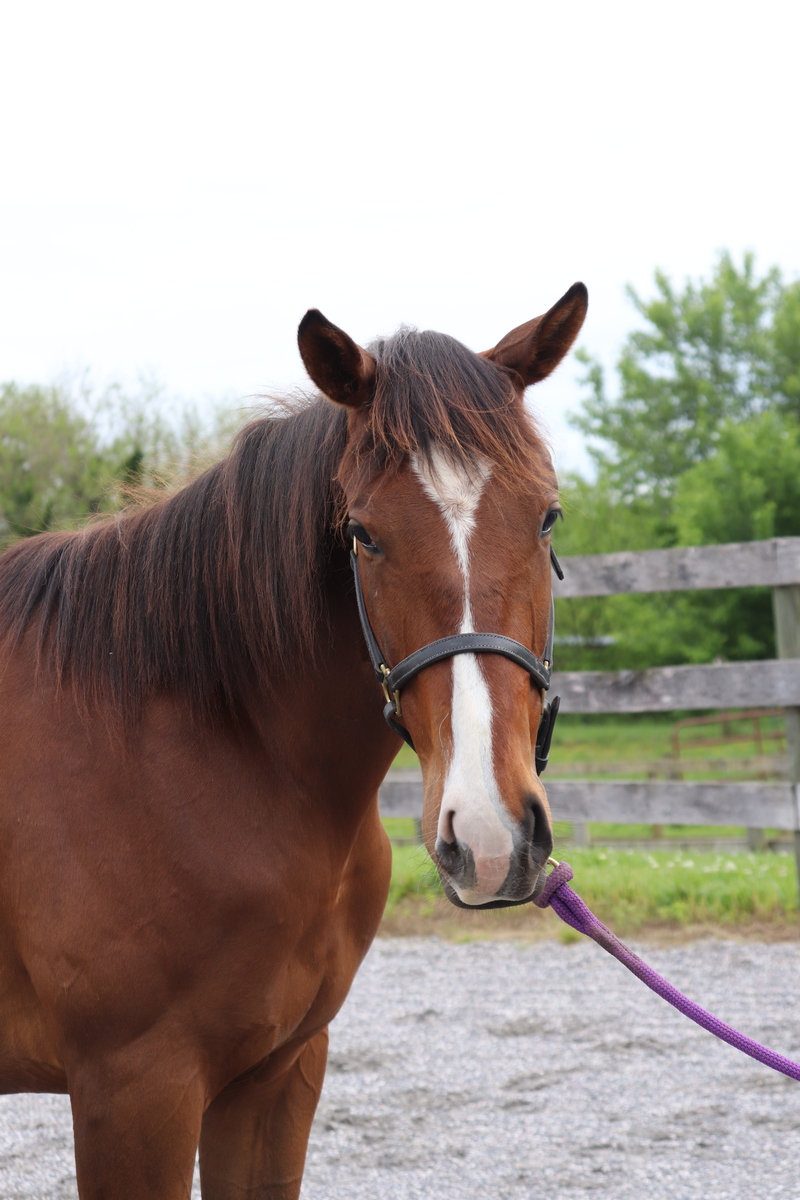 Baby Blu, 2yo Thoroughbred mare, 14.3hh
