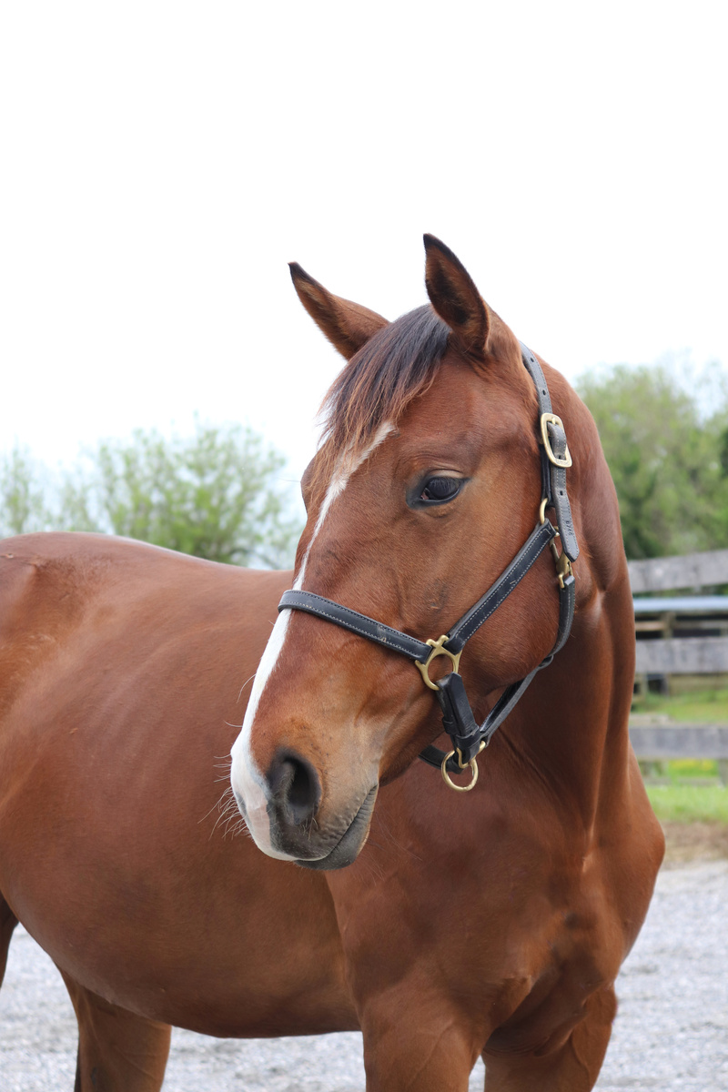 Baby Blu, 2yo Thoroughbred mare, 14.3hh