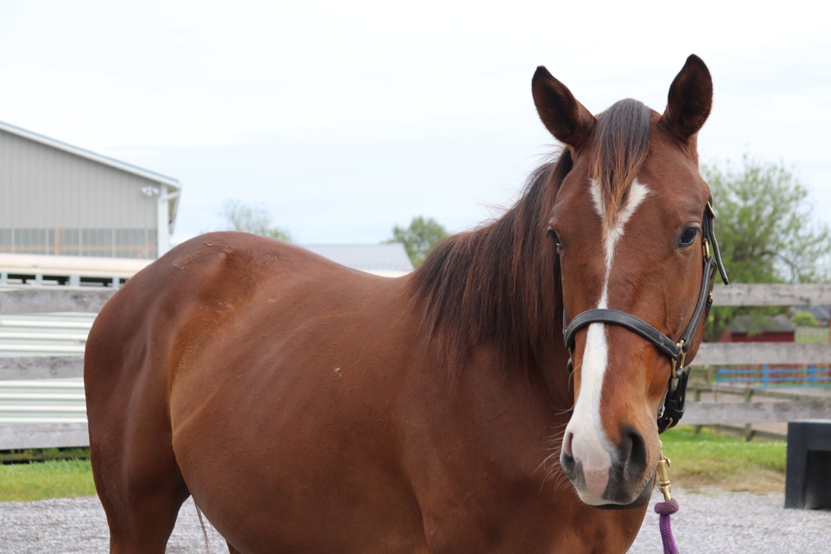 Baby Blu, 2yo Thoroughbred mare, 14.3hh