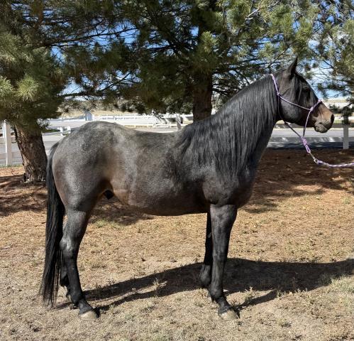Stargazer, 7yo gelding, 13.3hh