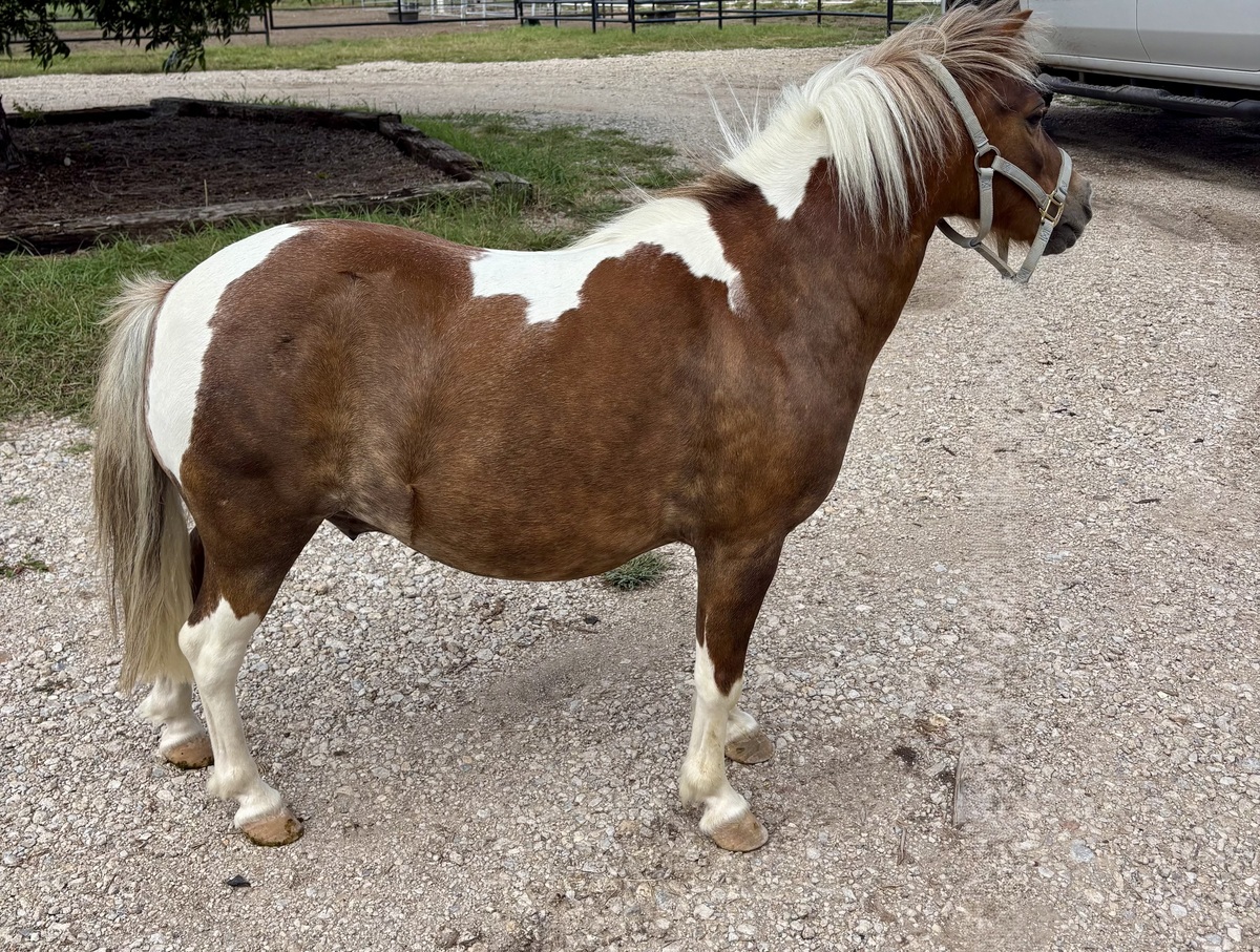 Jack, 9yo Miniature Horse gelding, 10.0hh