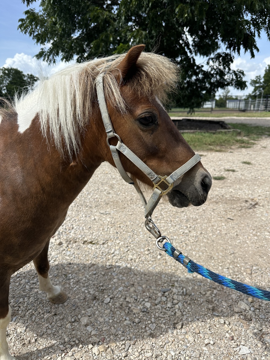 Jack, 9yo Miniature Horse gelding, 10.0hh