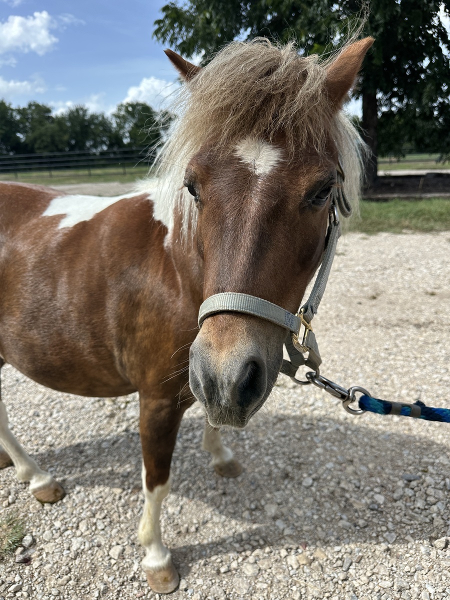 Jack, 9yo Miniature Horse gelding, 10.0hh