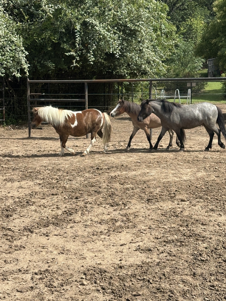 Jack, 9yo Miniature Horse gelding, 10.0hh