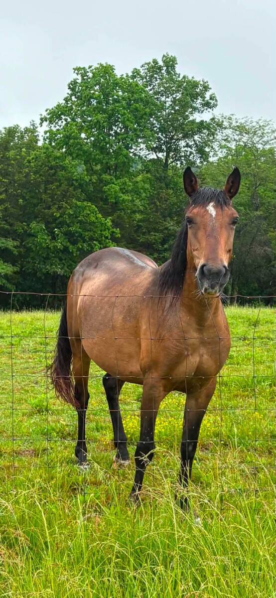Tzatziki, 14yo Other/American Quarter Horse mare, 14.0hh