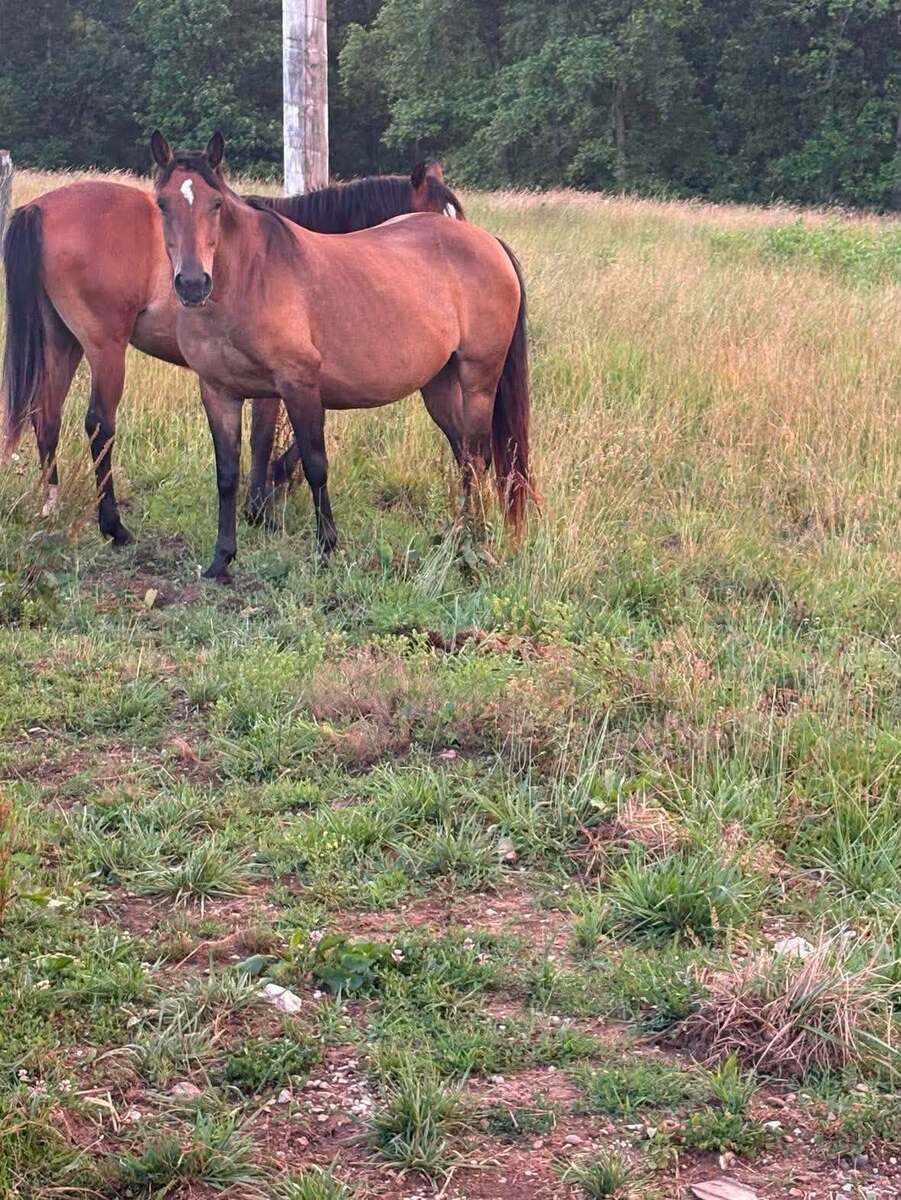 Tzatziki, 14yo Other/American Quarter Horse mare, 14.0hh