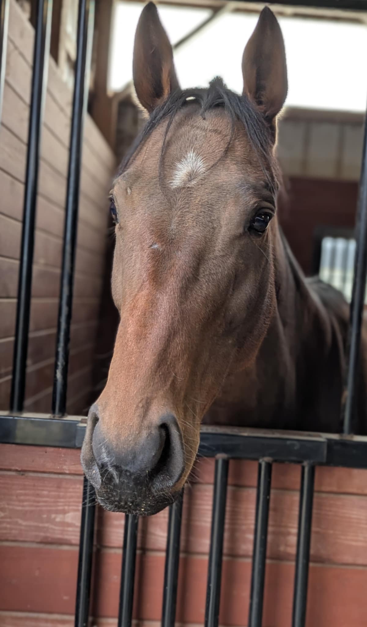 Automated Teller, 6yo Thoroughbred mare