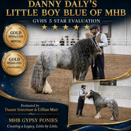 Juniper (Juni), 1yo Miniature Gypsy Miniature Horse filly, 11.2hh
