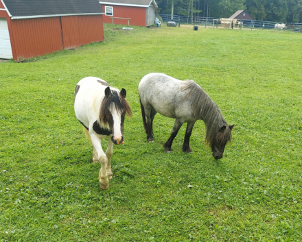 Juniper (Juni), 1yo Miniature Gypsy Miniature Horse filly, 11.2hh