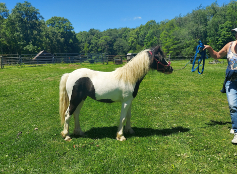 Juniper (Juni), 1yo Miniature Gypsy Miniature Horse filly, 11.2hh
