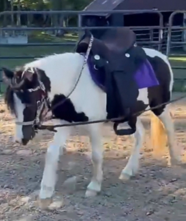 Juniper (Juni), 1yo Miniature Gypsy Miniature Horse filly, 11.2hh