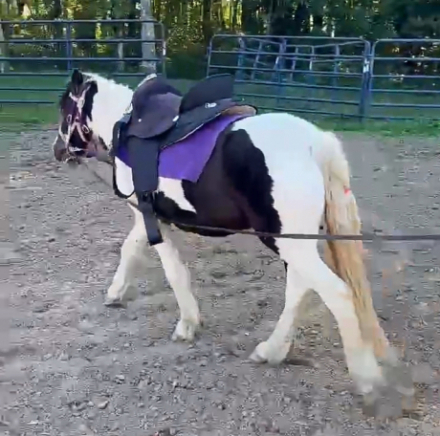 Juniper (Juni), 1yo Miniature Gypsy Miniature Horse filly, 11.2hh