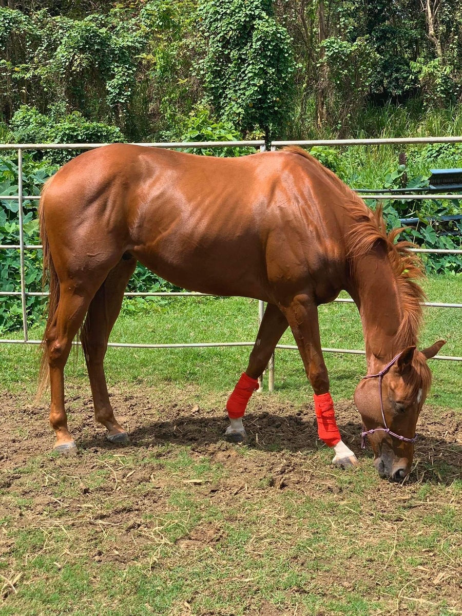 Tairaterces (Available in Puerto Rico only), 8yo Thoroughbred gelding, 15.2hh