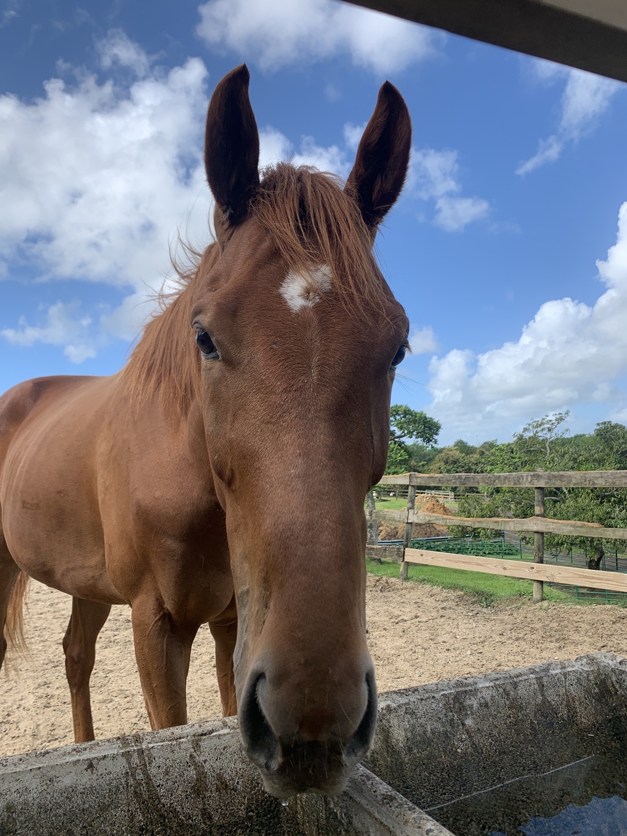 Tairaterces (Available in Puerto Rico only), 8yo Thoroughbred gelding, 15.2hh